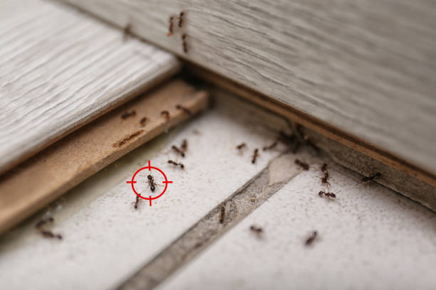 Best Spider Control Near Me  in Rolesville, NC