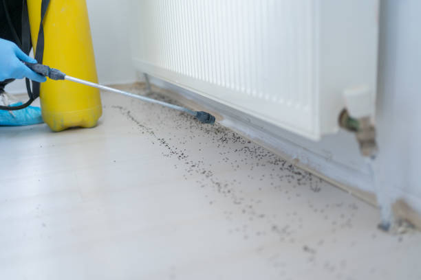 Best Pest Control Near Me in Rolesville, NC